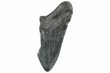 Partial, Fossil Megalodon Tooth - Serrated Blade #320675-1